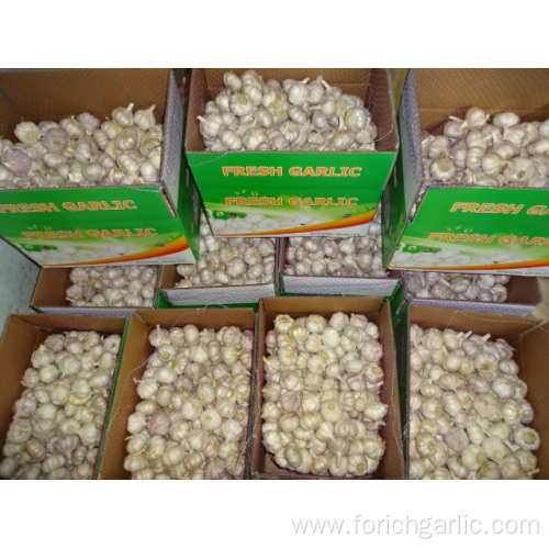 Normal White Garlic Exporter